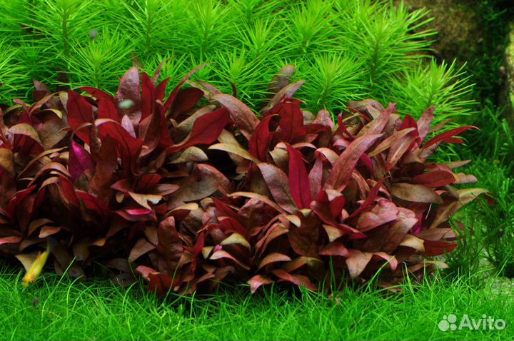 Альтернантера Рейнека (Alternanthera reineckii)