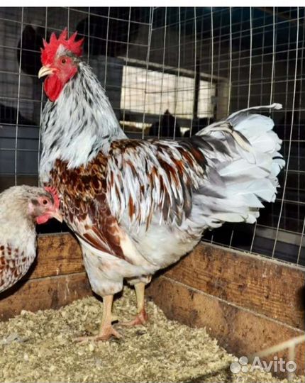 Цыплята Барневельдер