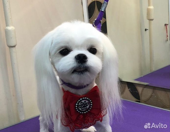 Вязка кобель мальтезе