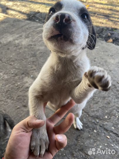 Щенка в добрые руки