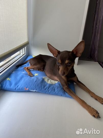 Вязка той-терьер