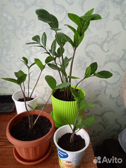 Цветы домашние