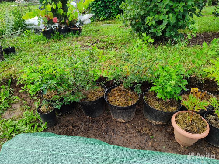 Боярышник Морденский Тоба Источник