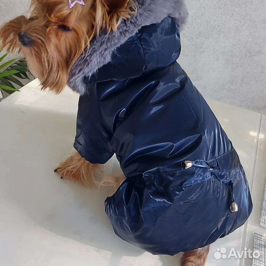 Одежда для собак