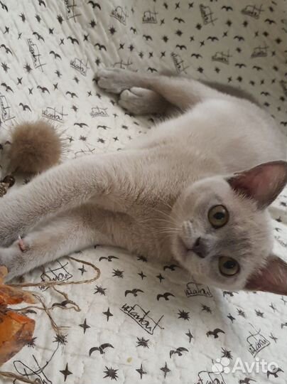 Бурма Клубные с документами к Новому Году