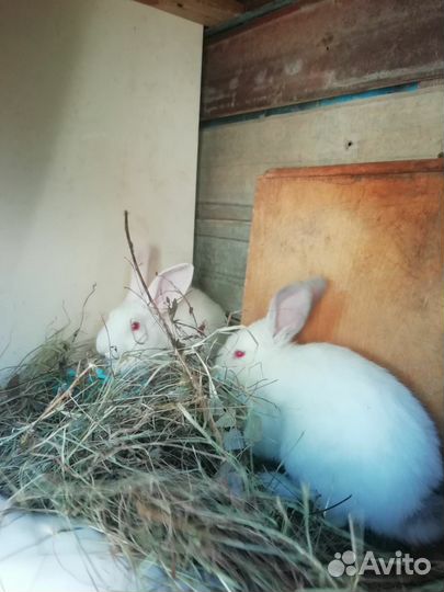 Кролики мясных пород