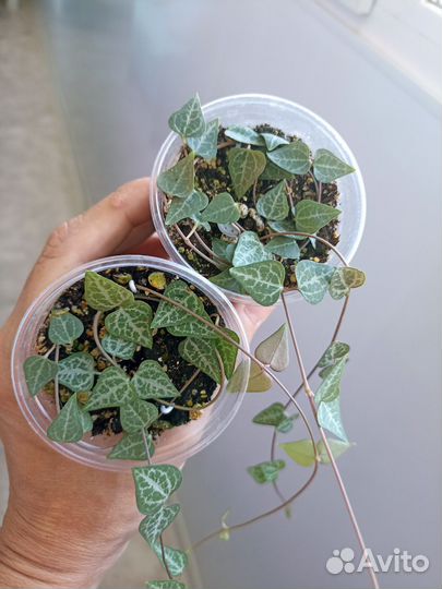 Фикус Пумила 2 сорта, Церопегия 3 сорта, и др