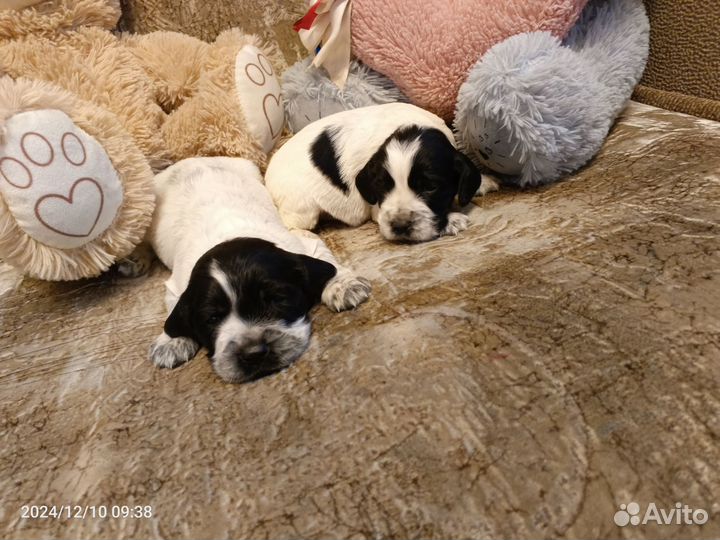 Русский спаниель