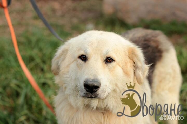 Малыш ищет дом