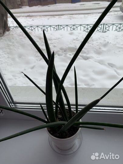 Сансевьерия цилиндрика