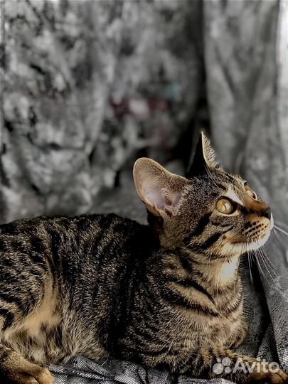 Бенгальская кошка