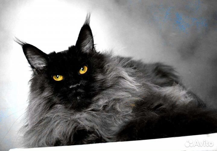 Кокси - Мейн-кун