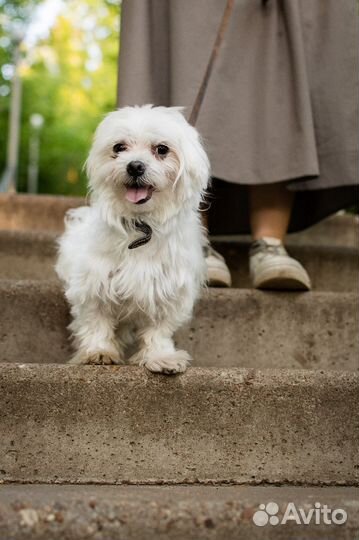 Мальтезе вязка