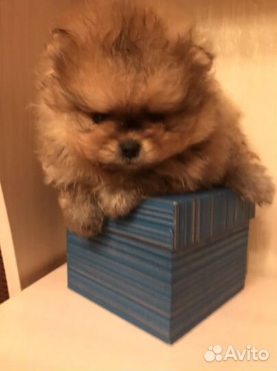 Маленькая собака