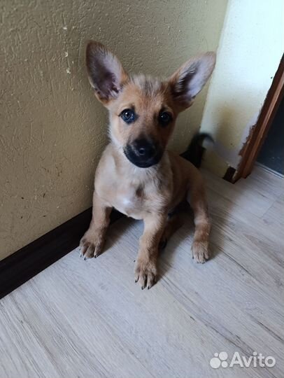 Щенок в добрые руки бесплатно