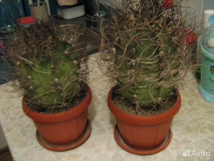 Фикус.Циссус Кактусы, Алое, Перец