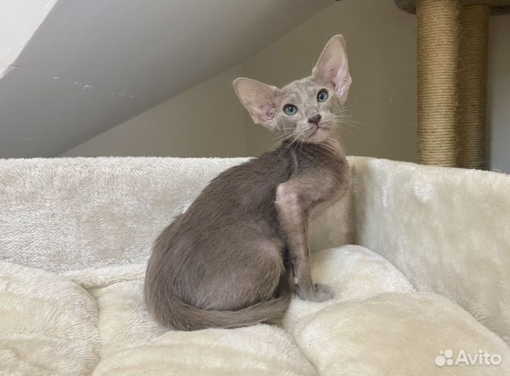 Ориентальный лиловый Гиацинт