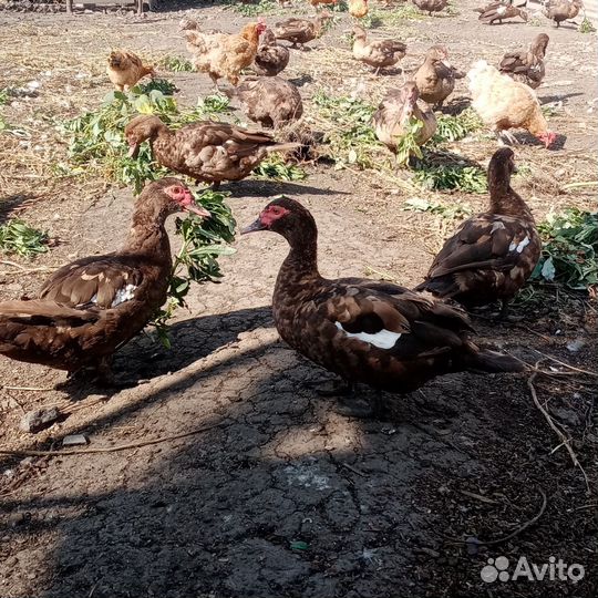 Мускусные утки(индоутки)