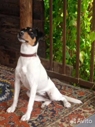 Джек Рассел Парсон терьер