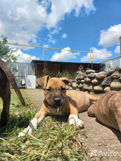 Стаффордширский терьер щенки щенок