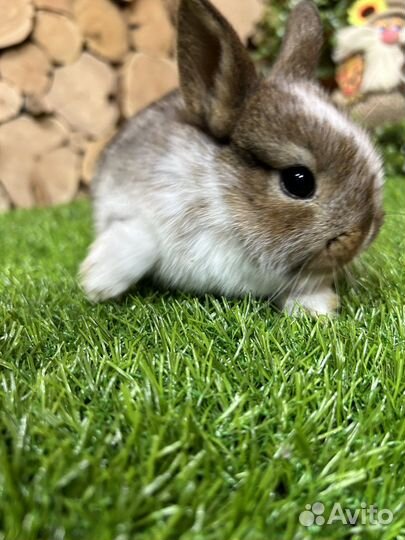 Самый большой выбор карликовых кроликов