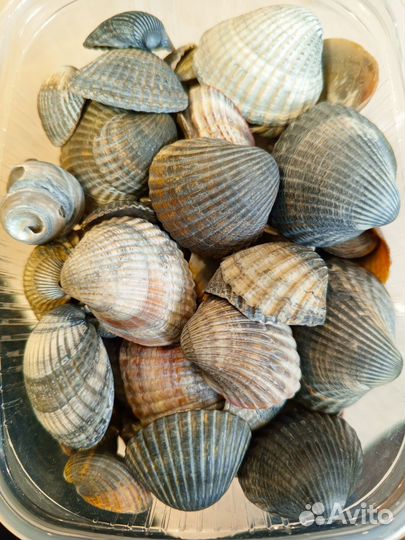 Морские камни и ракушки