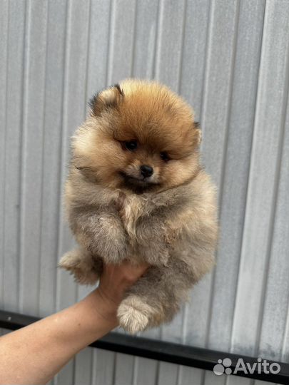 Щенки шпица