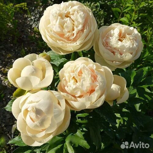 Пион Пастелеганс Pastelegance