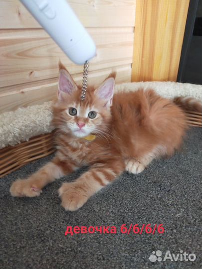 Котята Мейн-кун полидакт