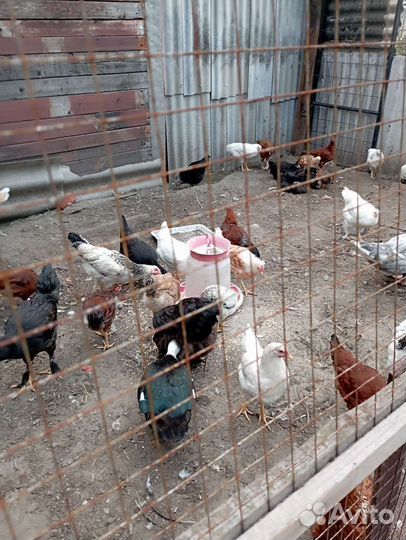 Куры молодки несушки