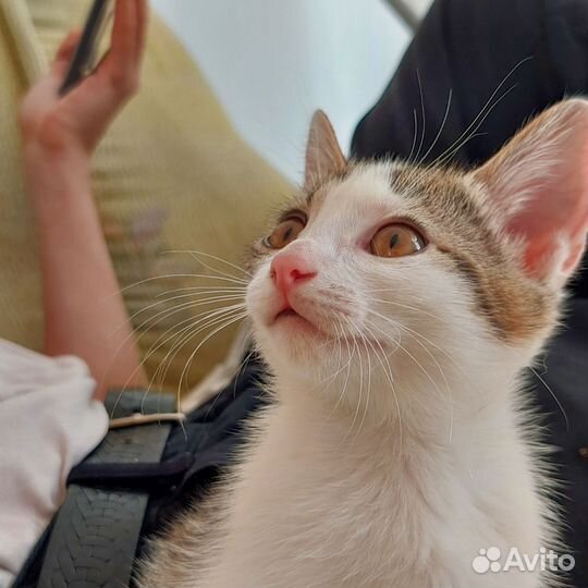 Котенок 2 месяца (девочка) в добрые руки