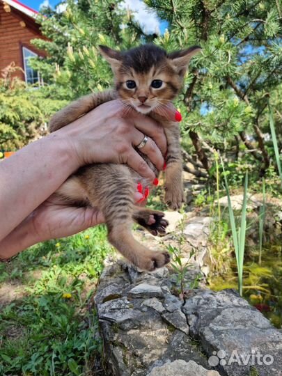 Котята чаузи ф3