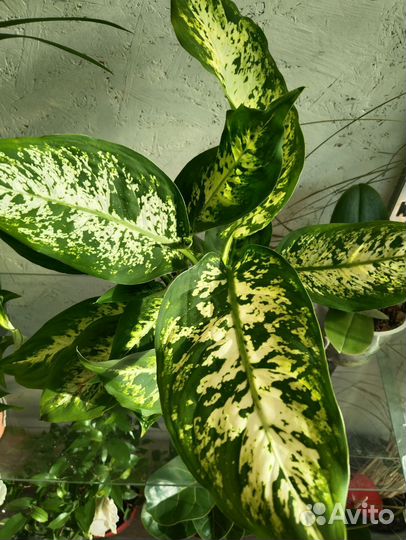 Диффенбахия Компакта и Камилла