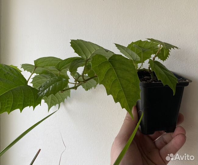 Циссус антарктический растения