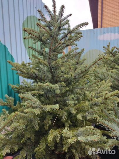 Ели редчайшего окраса