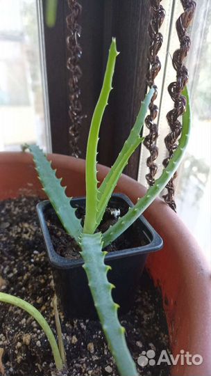 Продам цветы комнатные