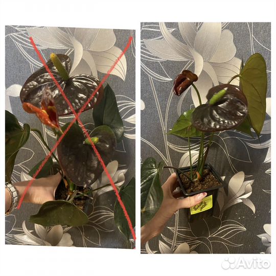 Антуриум блэк лав