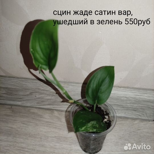 Разные комнатные растения 2