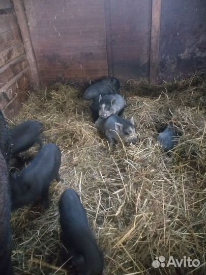 Вьетнамские поросята