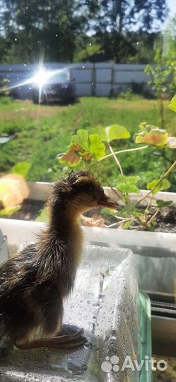 Башкирские утята (чистопородные)