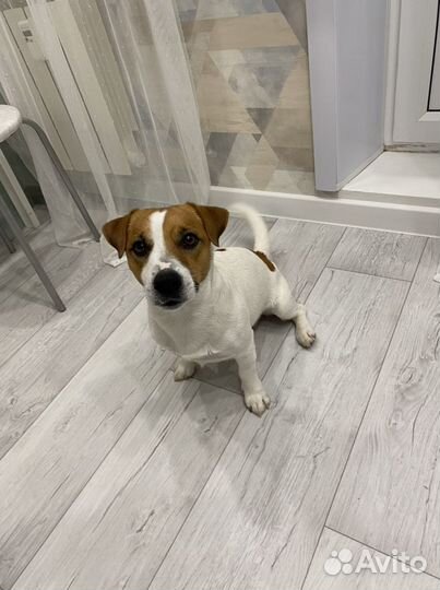 Джек рассел терьер на вязку
