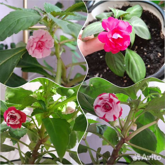 Бальзамины (Ванька мокрый)