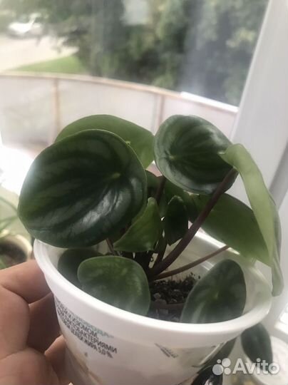 Пеперомия арбузная