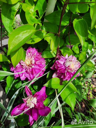 Клематис кустовой