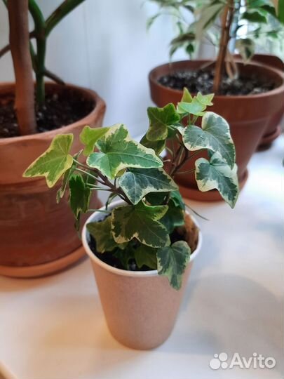 Плющ обыкновенный вариегатный