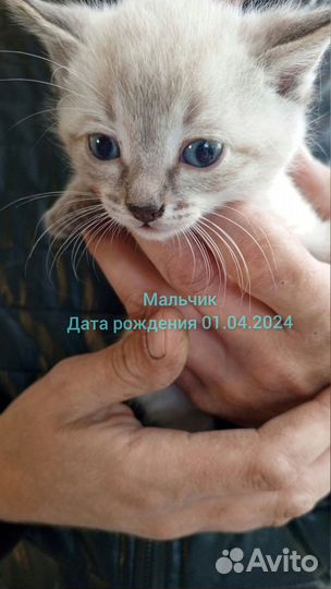 Кошки в добрые руки бесплатно