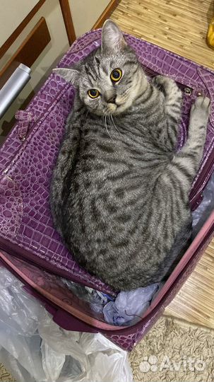Отдам кота в добрые руки