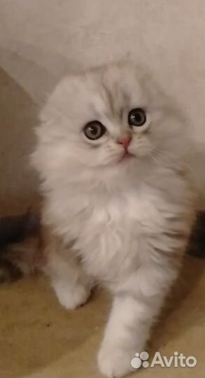 Шотландский хайленд фолд мальчик
