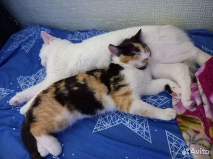 Кошки в добрые руки