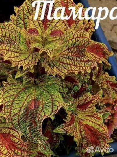 Черенки колеуса